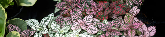 Pink & Purple Plants We Love
