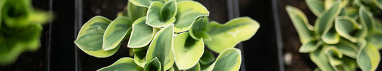 Caring for Hostas