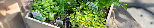 Culinary Companions - Plants in the Kitchen