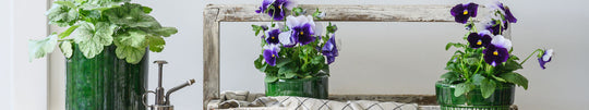 Celebrating Easter Plants In Your Home & Garden