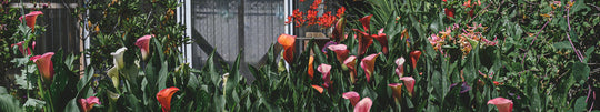My Summer Backyard Garden