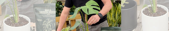 Repotting Your Tropical Houseplants