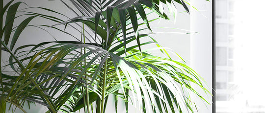 4 Reasons To Use Indoor Plants and Succulents for your Home or Workplace