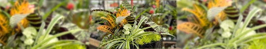 Tropical Vibe Summer Planter