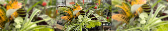 Tropical Vibe Summer Planter