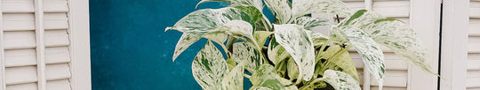 Heirloom Plants - Growing a Legacy