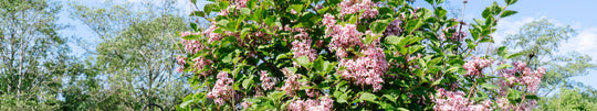Caring for Your Lilac Bush or Tree