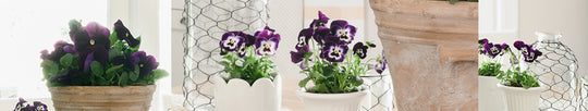 A Simple Easter Table with Pansies