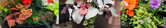 Creating Drama with Black Pots for Your Container Gardens