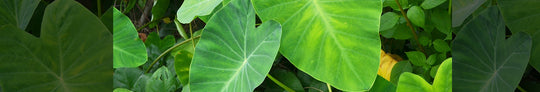 How to Care for Your Colocasia