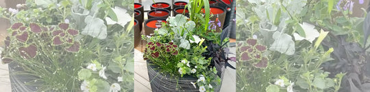 Planting Up a Spring Flourish Pot