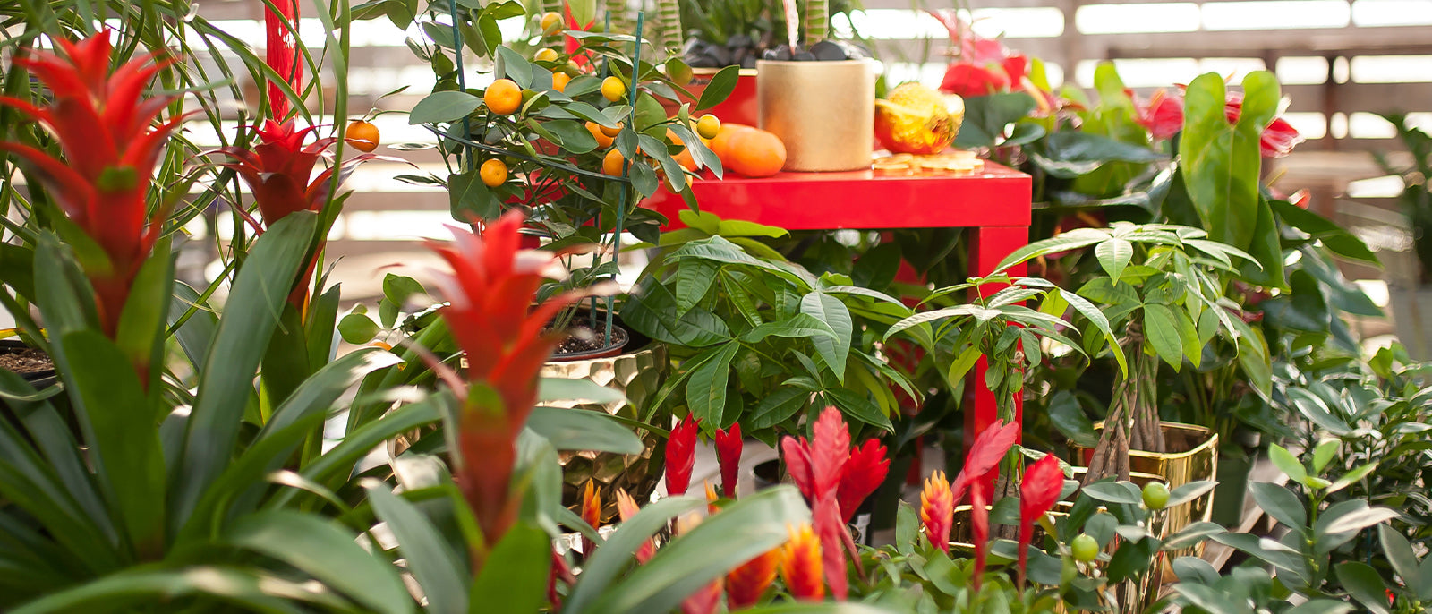 10 Auspicious Plants for Chinese New Year West Coast Gardens