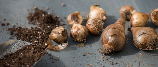 Autumn Bulb Planting : Planning a Spring Surprise Party
