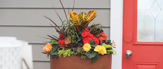 Colour Echo Shade Planter