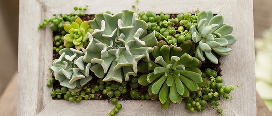 Picture Perfect Succulent Frame