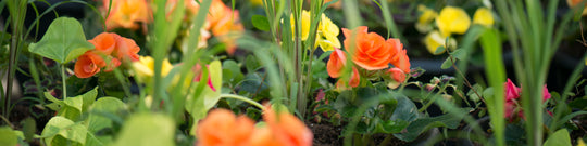 Quick Tip: Hilling Your Garden