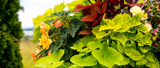 Getting Creative with your Annual Flower Beds