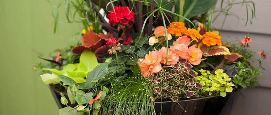 Jason’s Complete Guide to Container Garden Care