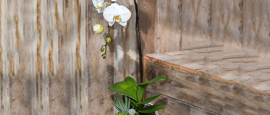 Orchids are a Succulent’s Best Friend