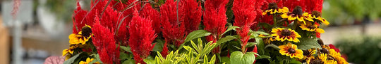Quickly Create Fall Container Gardens