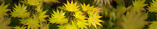 How to Grow a Maple Tree in a Pot