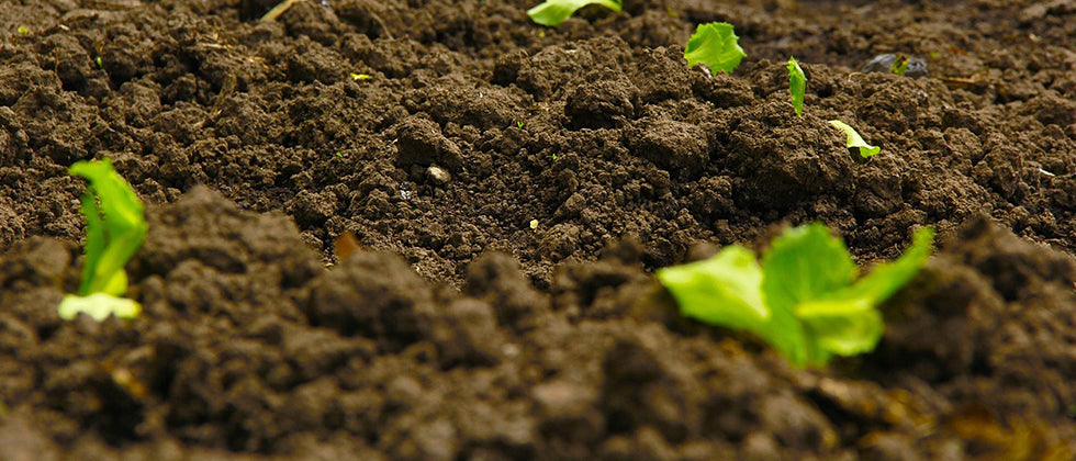 Quick Tip: Adding Soil – West Coast Gardens