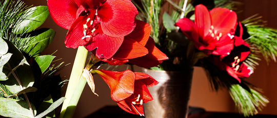Finding the Sparkle in Your Amaryllis