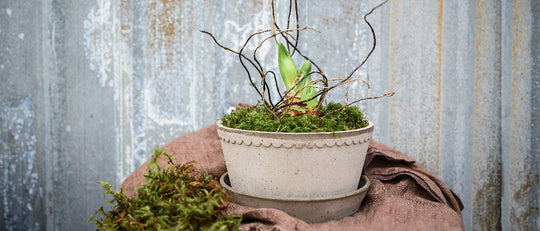 DIY Graceful Winter Amaryllis Planter