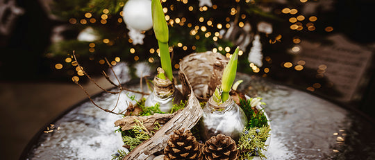 Woodland Winter Amaryllis Dish