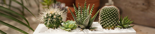 5 Care Tips to Keep Your Cactus Happy