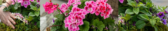 Pink Garden Party - Patio Pot of Annuals