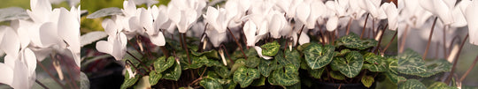 Cyclamen Year-Round & How to Care for Them