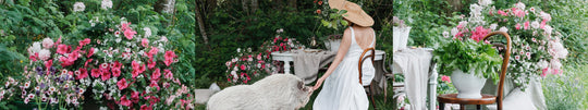 A Pig-nic with Petunia