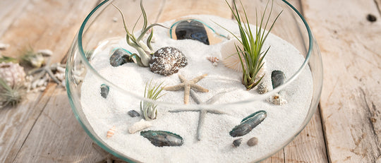 Make an Air Plant Beach Oasis