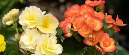 How to Care for Your Begonias