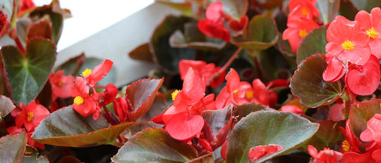 Quick Tip: Begonias