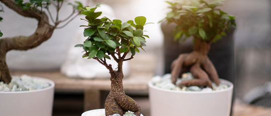 Caring for Your Bonsai