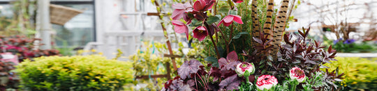 Make a Burgundy Bordeaux Spring Planter