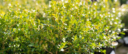 Choosing and Using Boxwood