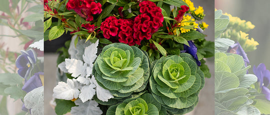 Brightleaf Gathering