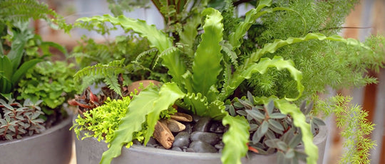 Bustling Rainforest Tropical Indoor Planter