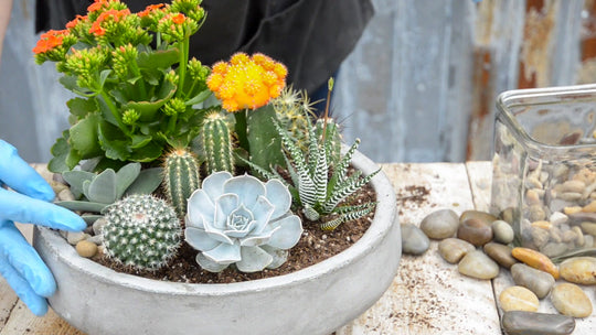 Simply Elegant Cacti + Succulent Garden