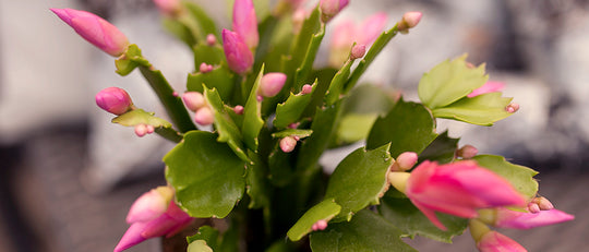 Caring for The Remarkable Christmas Cactus