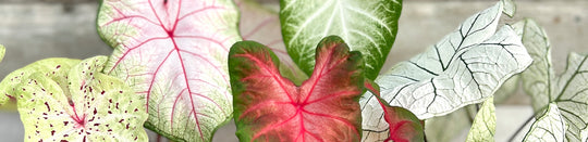 How to Care for Your Caladium