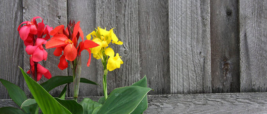 Quick Tip: Caring for Cannas