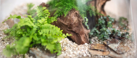 Make Your Own Fern Canyon Terrarium