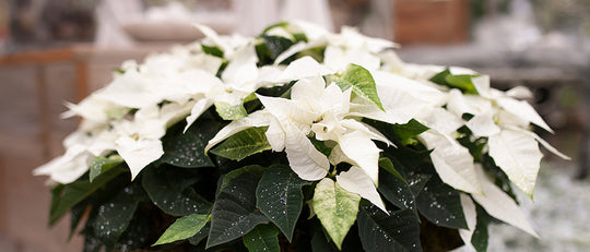 Pretty Poinsettias - Care and Display Ideas for Your Christmas Home
