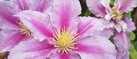 Caring for Clematis