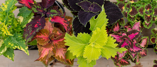 The Colours of Coleus for Your Modern Garden