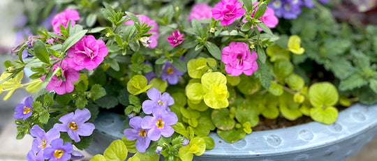 Four Colour Pairing Ideas for Your Patio Planters
